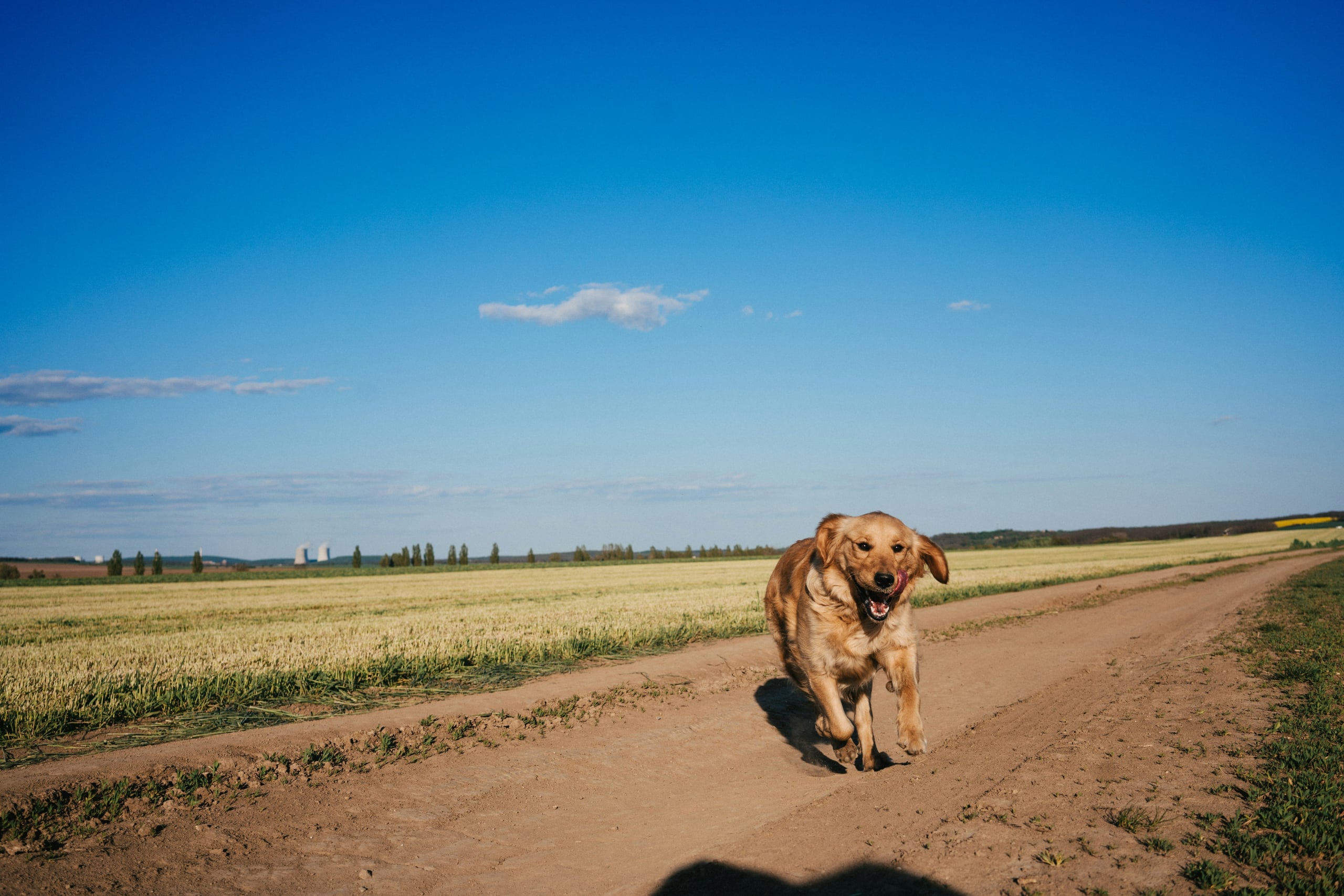 Moving With Pets: How to Keep Them Calm and Safe on Moving Day